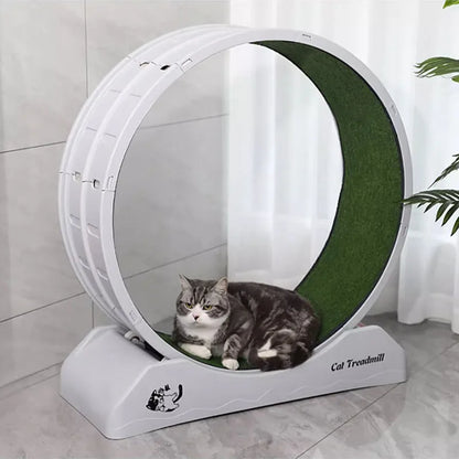 Cat Running Wheel